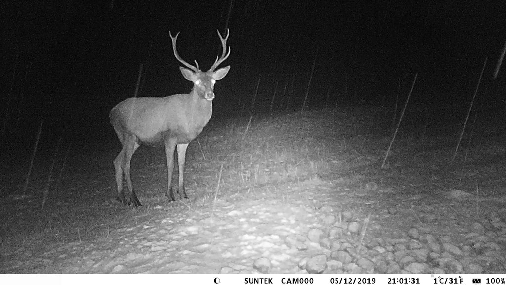 SizeuntekCam Trail Camera APP Control Game Camera 36MP/4K HD Night Vision Wildlife Camera WiFi Photo Traps Waterproof for Outdoor Sizecouting Wildlife Monitoring