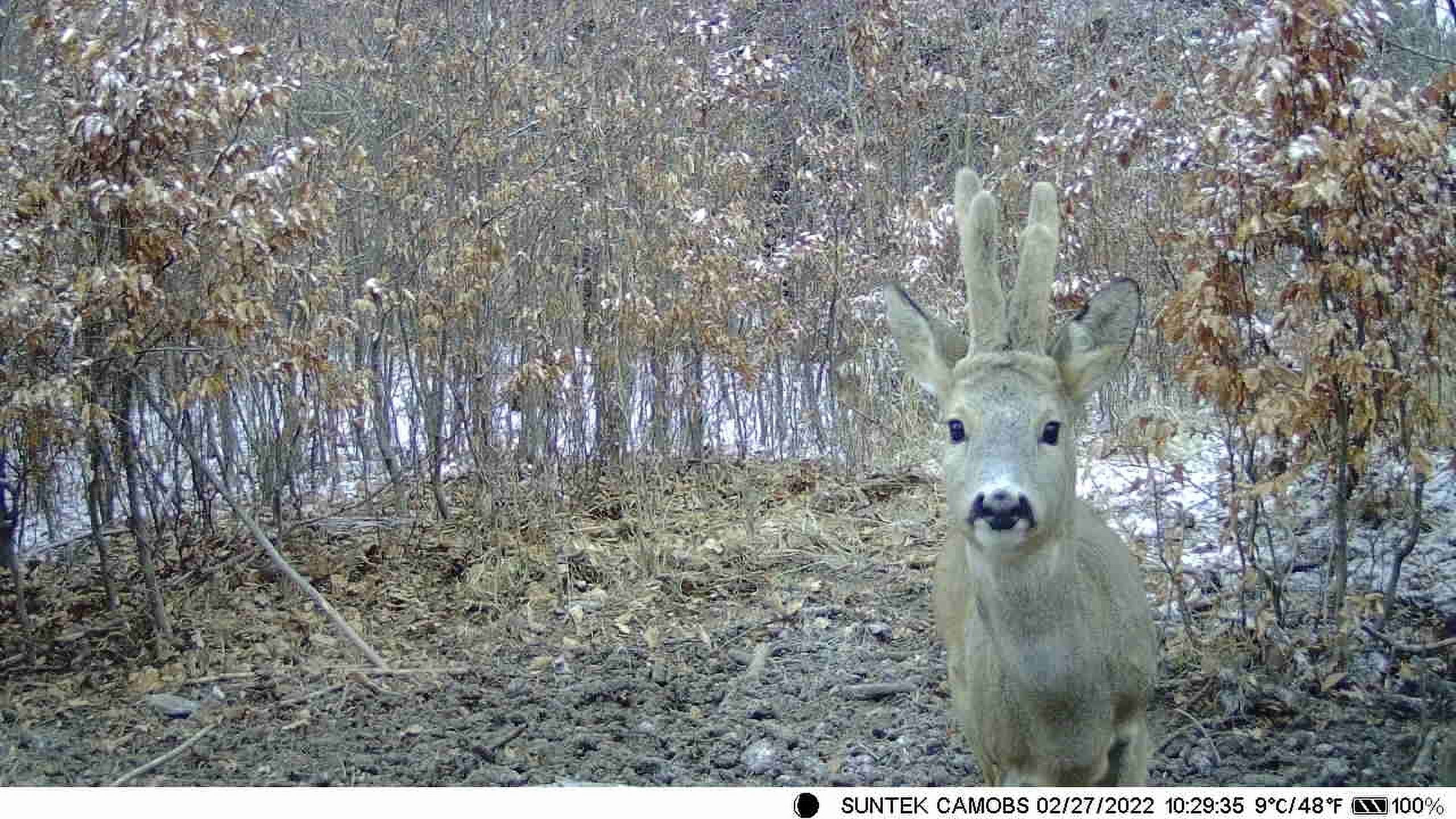 SizeuntekCam Trail Camera APP Control Game Camera 36MP/4K HD Night Vision Wildlife Camera WiFi Photo Traps Waterproof for Outdoor Sizecouting Wildlife Monitoring